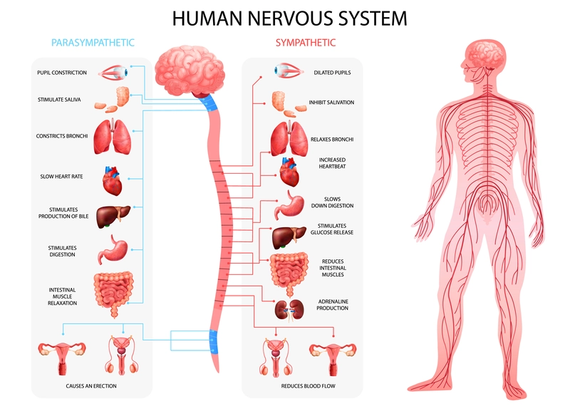  A chart depicting the human nervous system, both sympathetic and parasympathetic, outlining how saliva flow is controlled by the parasympathetic nervous system and is thus responsible for causing cottonmouth.